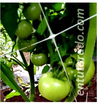 tomates creciendo con malla espaldera